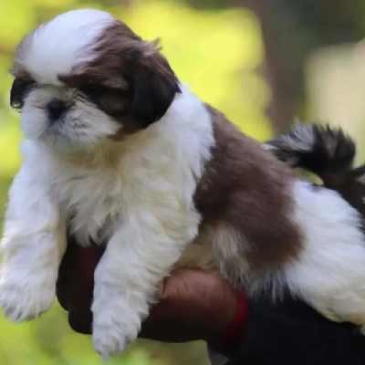 Shih Tzu puppies for sale in Vijayawada