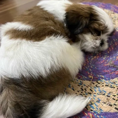 Shih Tzu puppies for sale in Jodhpur