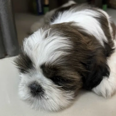 Shih Tzu puppies for sale in Ajmer