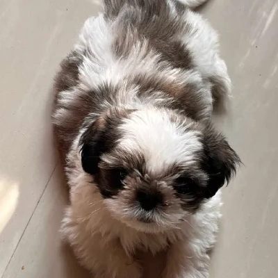 Shih Tzu puppies for sale in Gurgaon