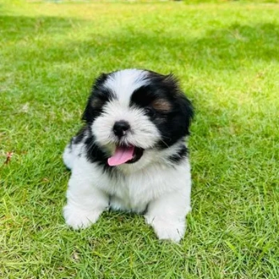 Shih Tzu puppies for sale in Jaipur
