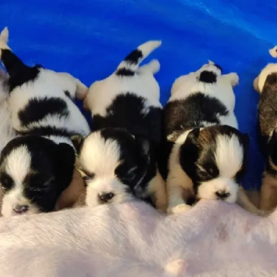 Shih Tzu puppies for sale in Jodhpur