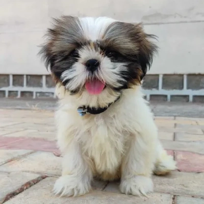 Shih Tzu puppies for sale in Gurgaon