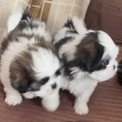 Shih Tzu puppies for sale in Udaipur