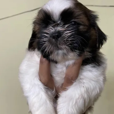 Shih Tzu puppies for sale in Udaipur