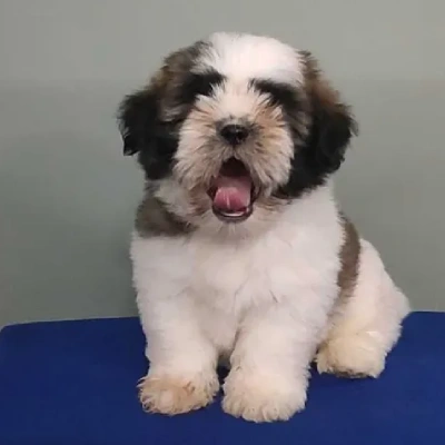 Shih Tzu puppies for sale in Jodhpur