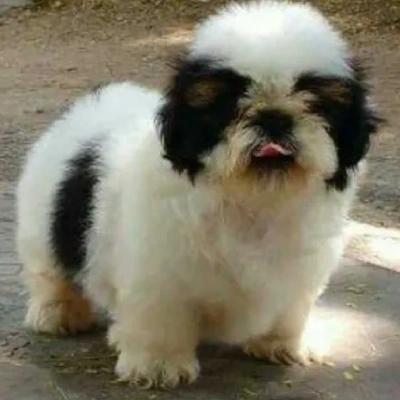 Shih Tzu puppies for sale in Bikaner