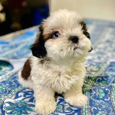 Shih Tzu puppies for sale in Jodhpur