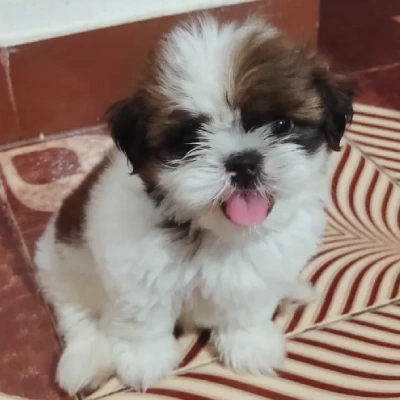 Shih Tzu puppies for sale in Jodhpur