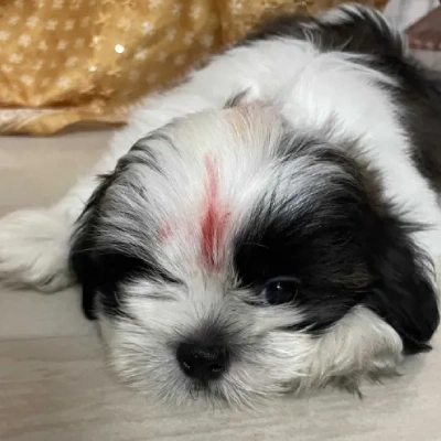 Shih Tzu puppies for sale in Vijayawada