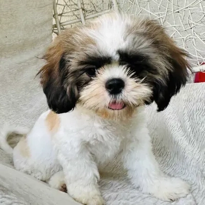 Shih Tzu puppies for sale in Jodhpur