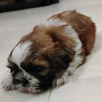 Shih Tzu puppies for sale in Udaipur