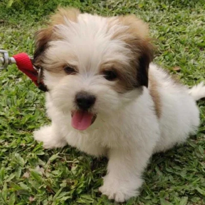 Shih Tzu puppies for sale in Gurgaon