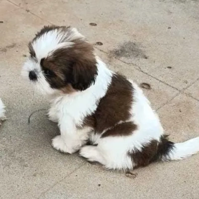 Shih Tzu puppies for sale in Jodhpur