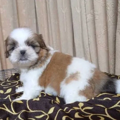 Shih Tzu puppies for sale in Gurgaon