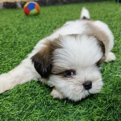 Shih Tzu puppies for sale in Ajmer