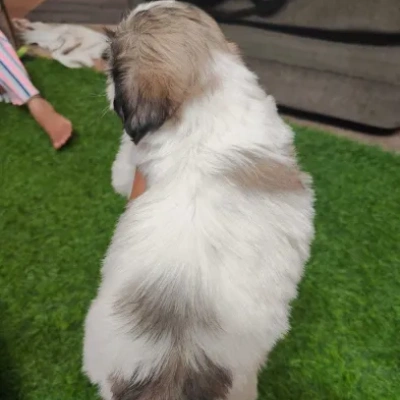 Shih Tzu puppies for sale in Jodhpur