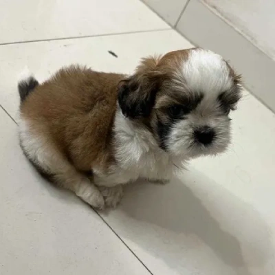 Shih Tzu puppies for sale in Gurgaon