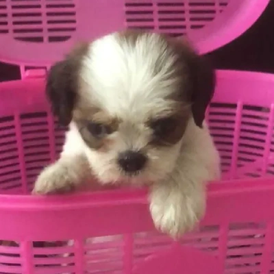 Shih Tzu puppies for sale in Bikaner