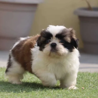 Shih Tzu puppies for sale in Ajmer