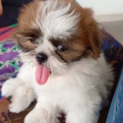 Shih Tzu puppies for sale in Gurgaon