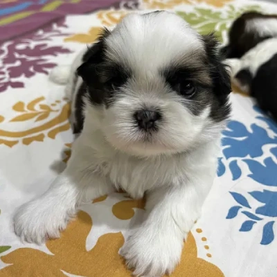 Shih Tzu puppies for sale in Bikaner