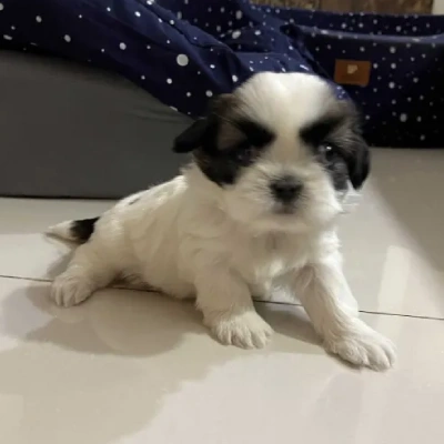 Shih Tzu puppies for sale in Bikaner