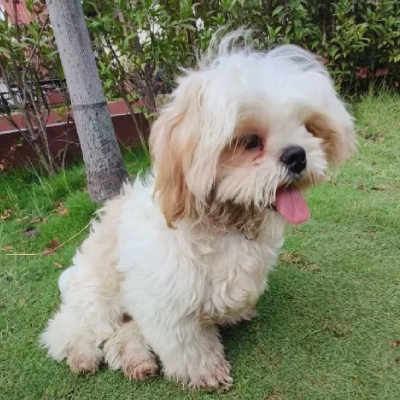 Shih Tzu puppies for sale in Jodhpur