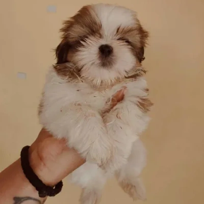 Shih Tzu puppies for sale in Ajmer