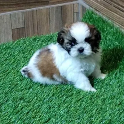 Shih Tzu puppies for sale in Bikaner