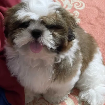 Shih Tzu puppies for sale in Vijayawada