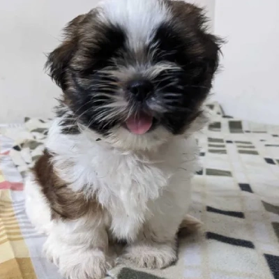 Shih Tzu puppies for sale in Vijayawada