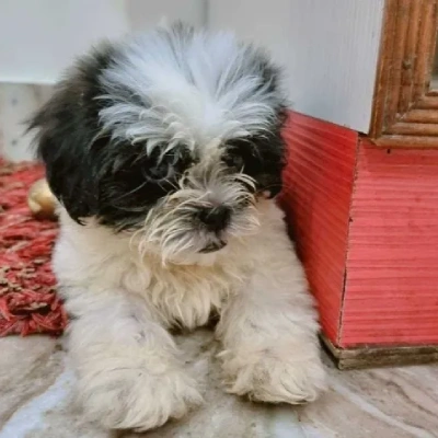 Shih Tzu puppies for sale in Ajmer