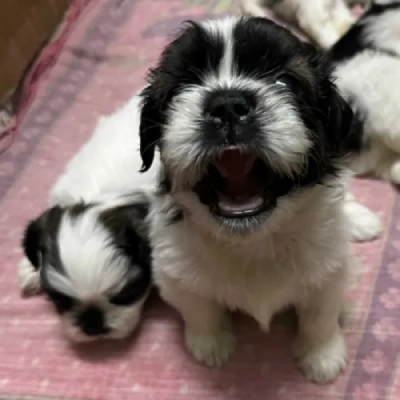 Shih Tzu puppies for sale in Kota