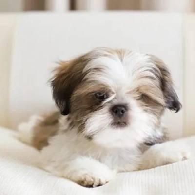 Shih Tzu puppies for sale in Udaipur