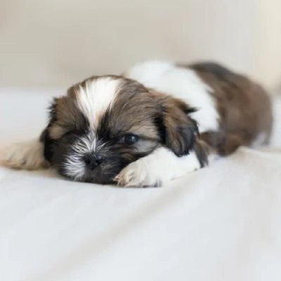 Shih Tzu puppies for sale in Kota