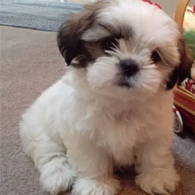 Shih Tzu puppies for sale in Jodhpur