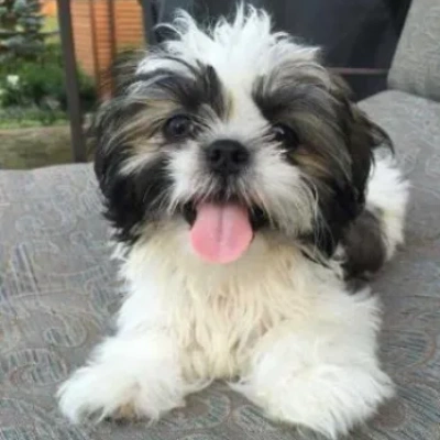 Shih Tzu puppies for sale in Kota