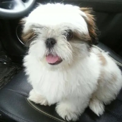 Shih Tzu puppies for sale in Gurgaon