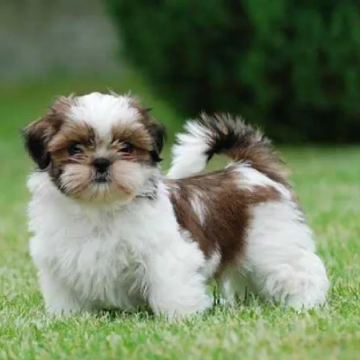 Shih Tzu puppies for sale in Kota