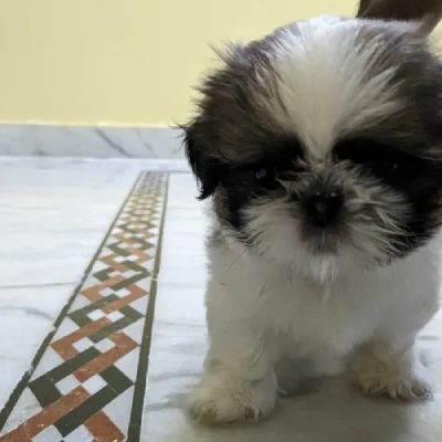 Shih Tzu puppies for sale in Vijayawada