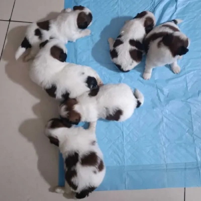 Shih Tzu puppies for sale in Ajmer