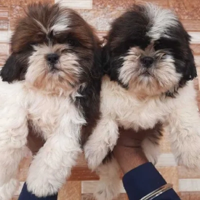 Shih Tzu puppies for sale in Gurgaon