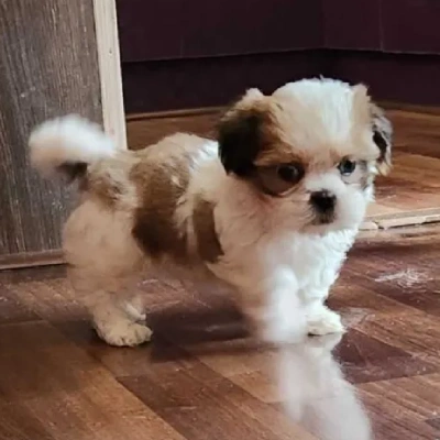 Shih Tzu puppies for sale in Vijayawada