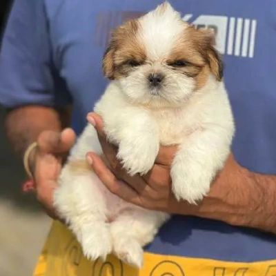 Shih Tzu puppies for sale in Gurgaon