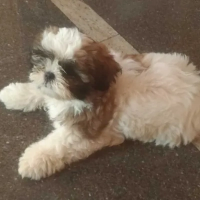 Shih Tzu puppies for sale in Gurgaon