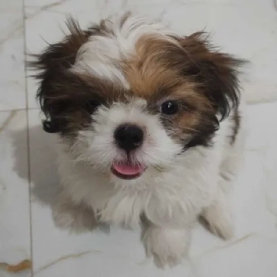 Shih Tzu puppies for sale in Bikaner