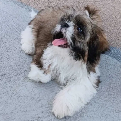 Shih Tzu puppies for sale in Vijayawada