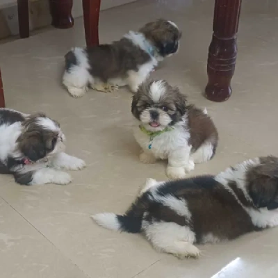 Shih Tzu puppies for sale in Bikaner