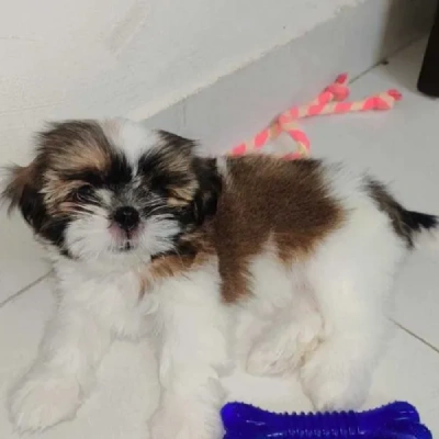 Shih Tzu puppies for sale in Vijayawada